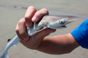 Що таке акула найменша у світі - список, характеристики та фотографії Що таке акула найменша у світі - список, характеристики та фотографії